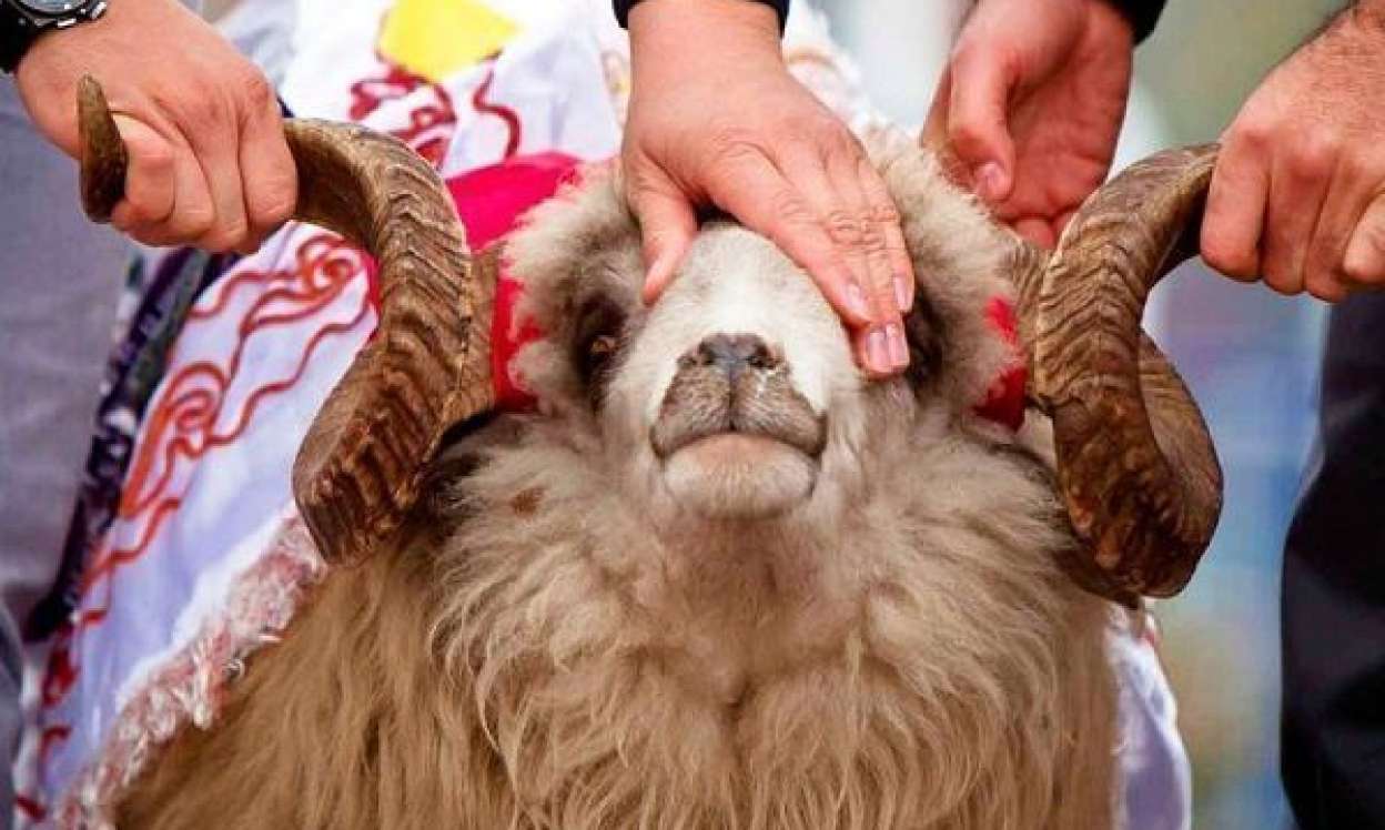 Qurban kəsmək qadağan edildi  - Bu ölkədə