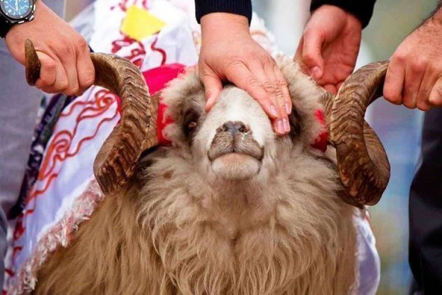 Qurban bayramı günlərində ətin qiymətində artım gözlənilir? 