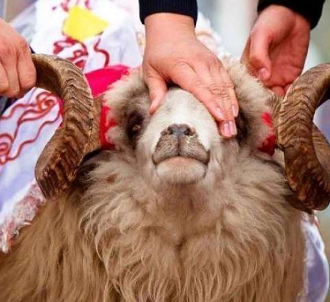 Qurban bayramı günlərində ətin qiymətində artım gözlənilir? 