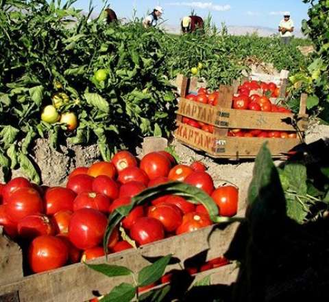 Rusiya Azərbaycandan bu məhsulu qadağan etdi, digər məhsulu satışa buraxmadı  