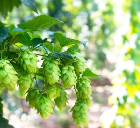 Kəsib zibilliyə atırıq: Avropada qızıldan baha satılır - FOTO