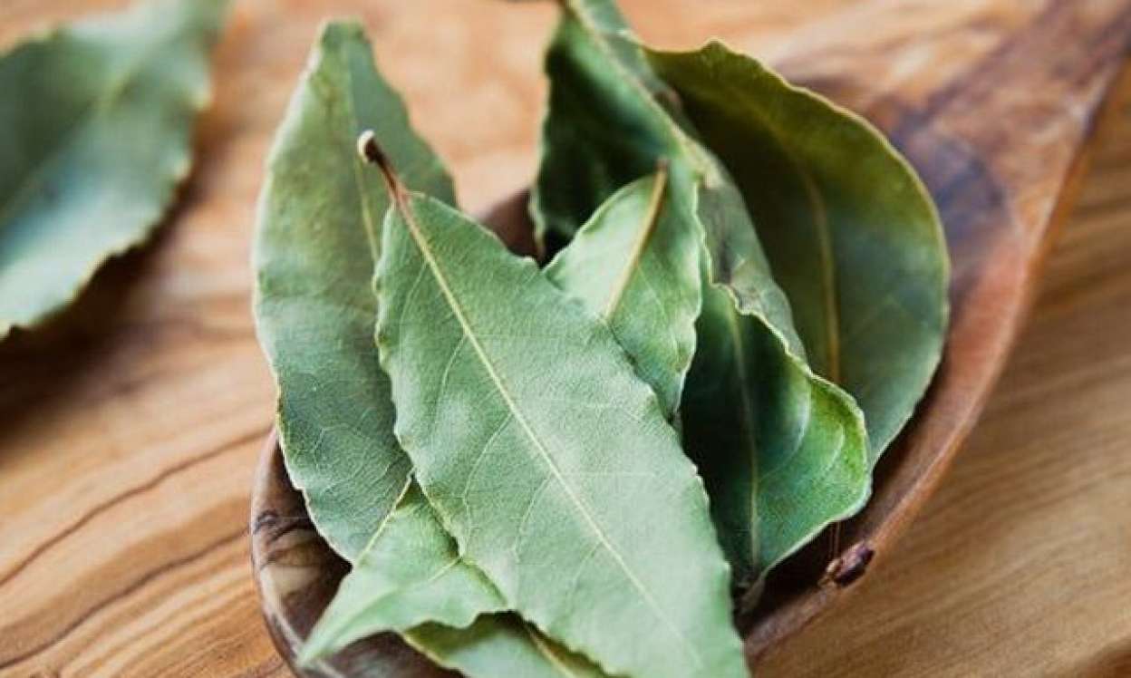 Dəfnə yarpağı sayəsində milyonlar qazandı 