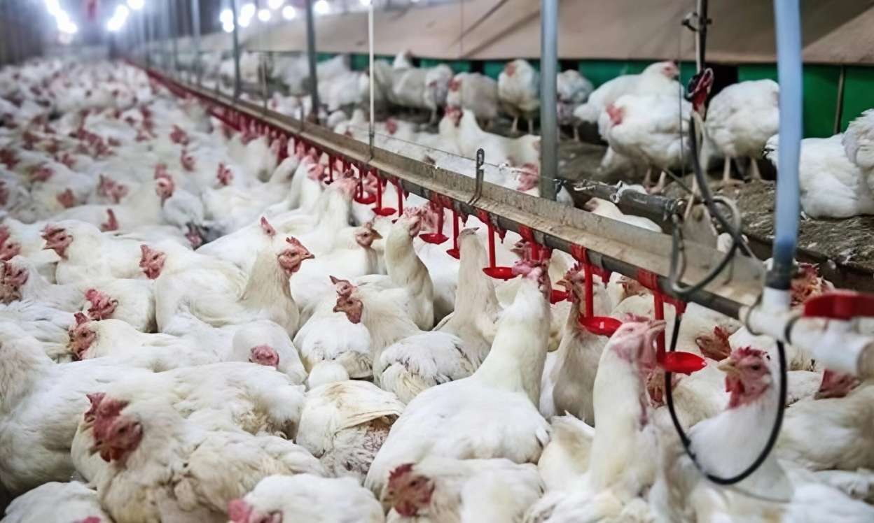 Broylerlər toyuq başı və ayaqları ilə yemlənir? – Ekspert AÇIQLAMASI 