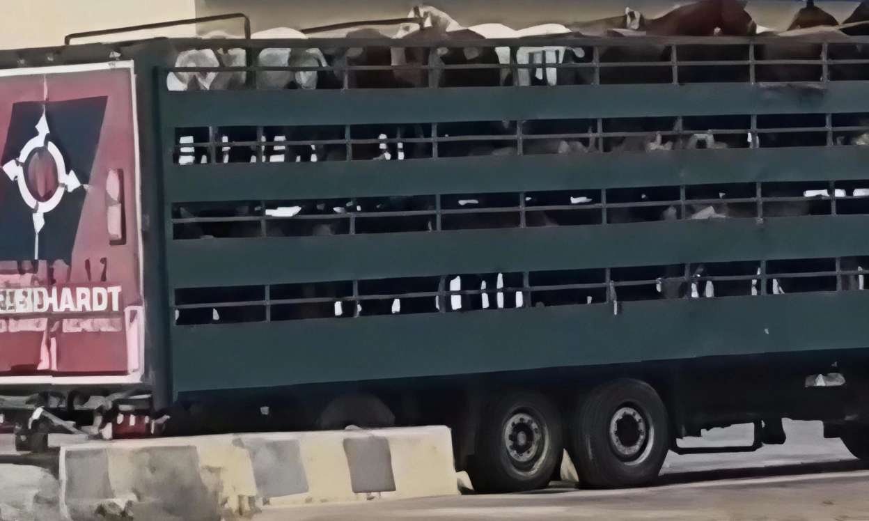 “Azərbaycanda at qoymayıblar qala, Qazaxıstana aparırlar” –  Görüntülər müzakirə yaratdı