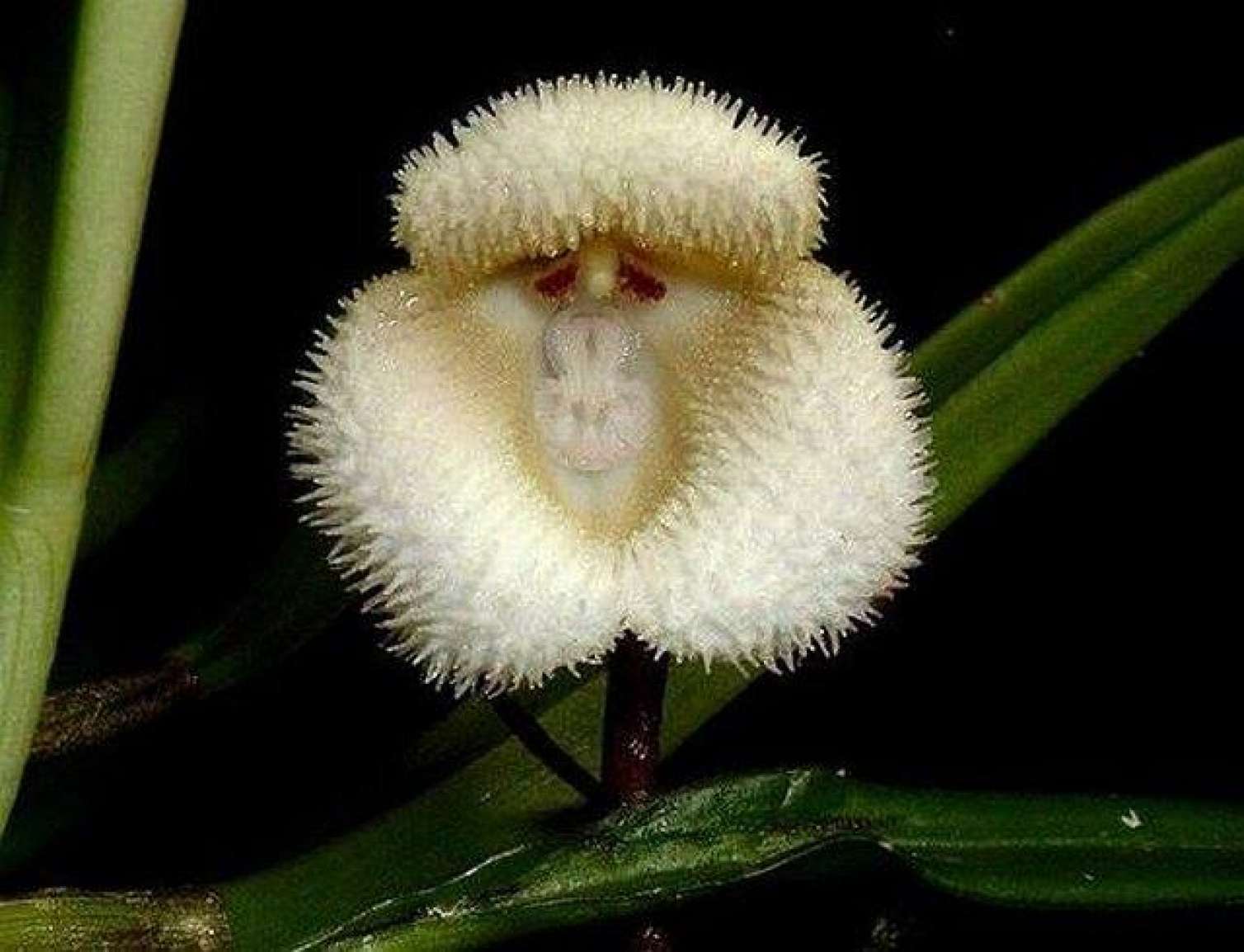 Görənləri heyrətə gətirən meymun gülü -  FOTOLAR