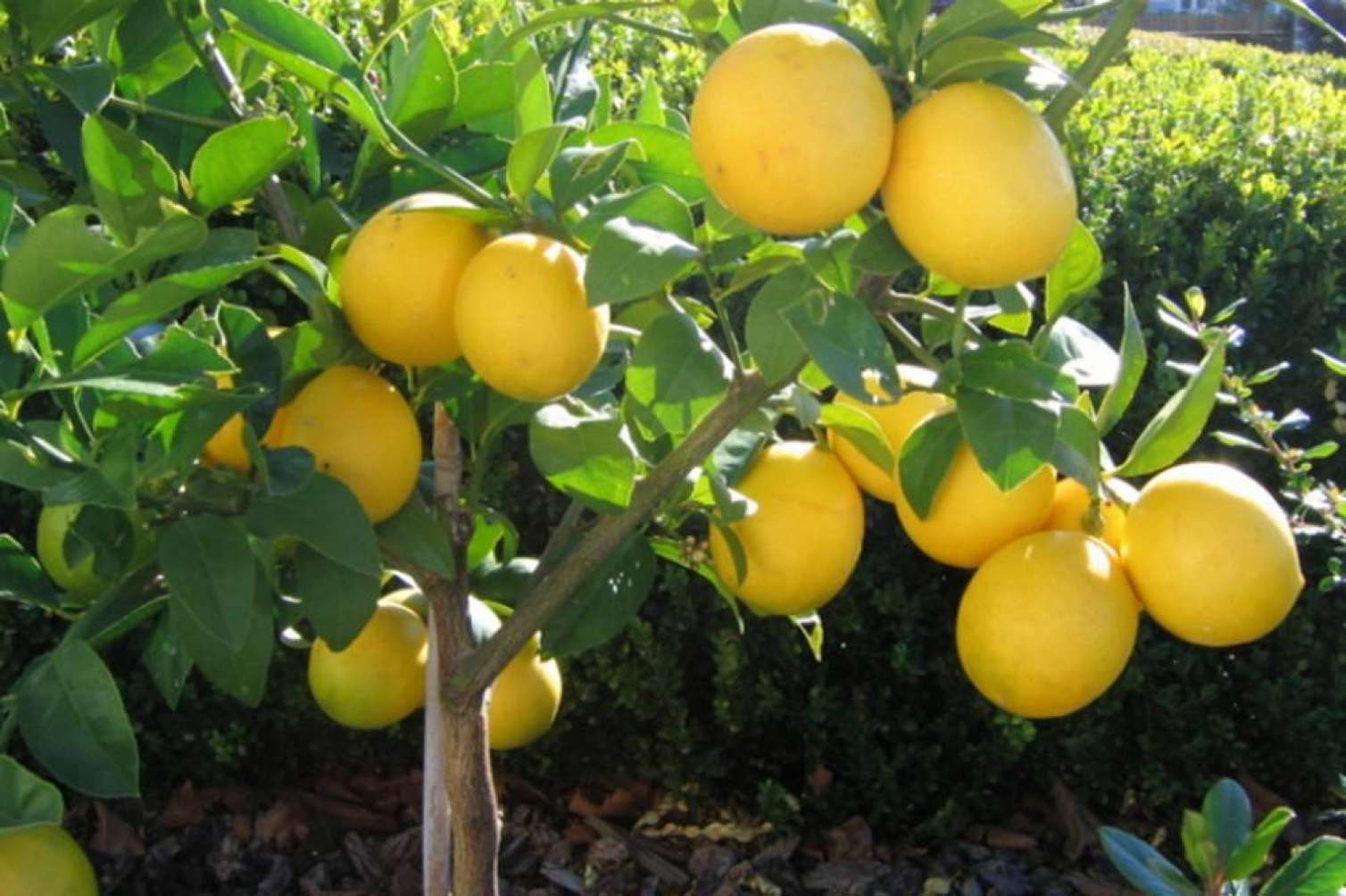 Bir limon 15 manata satılır... 