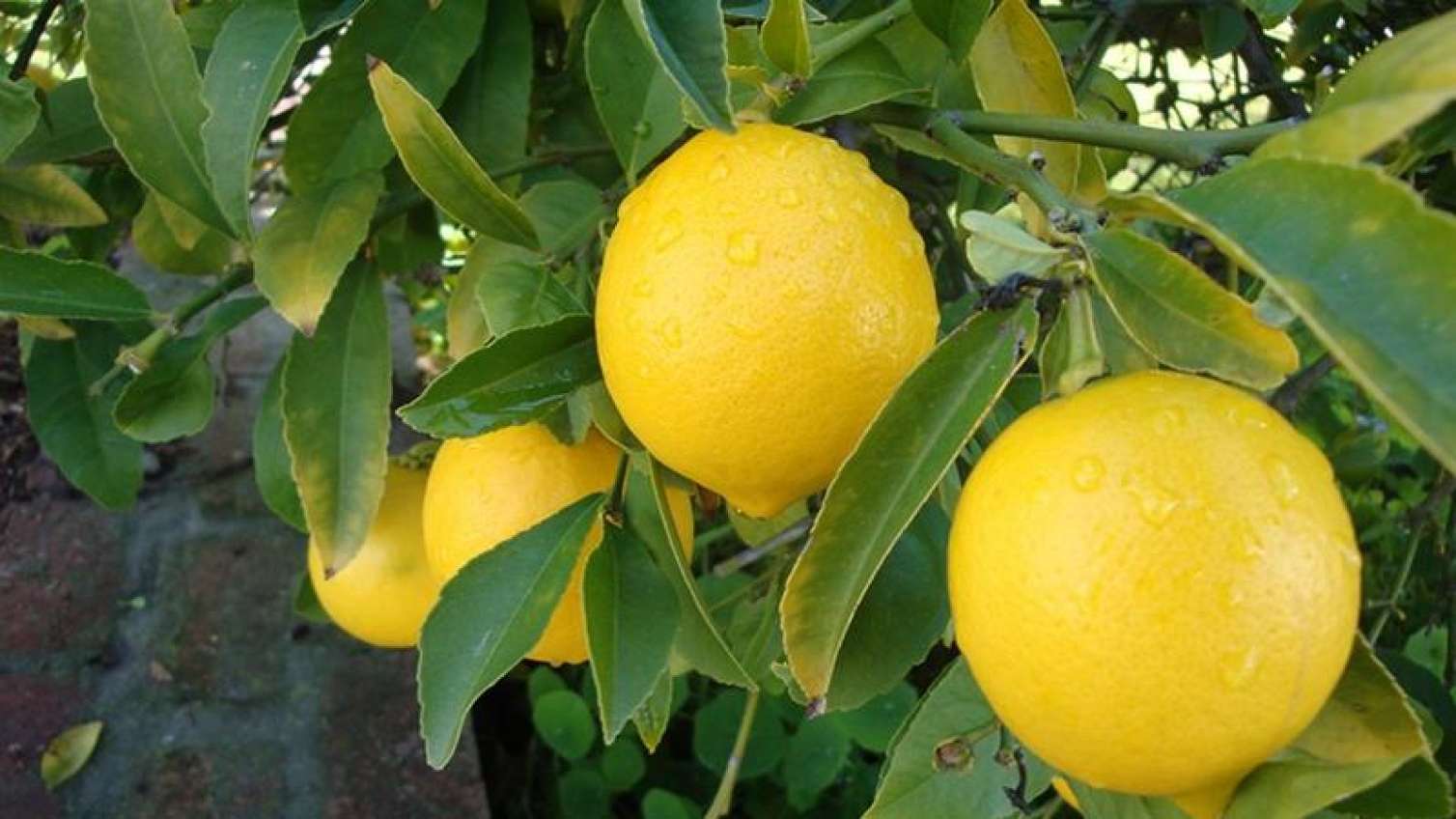 Bir limon 15 manata satılır... 