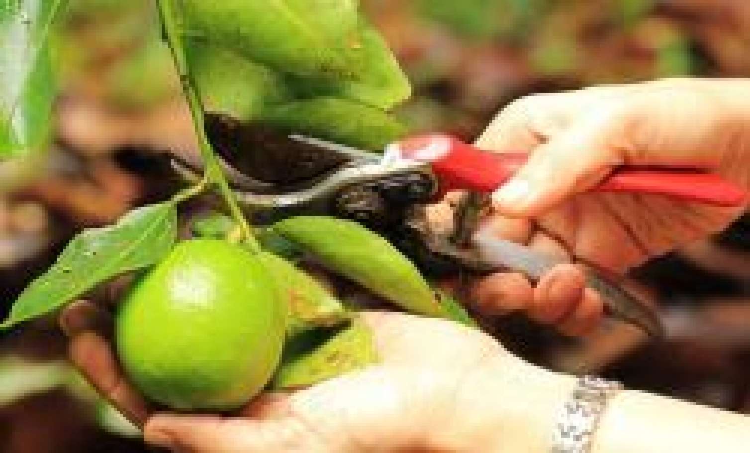 Bir limon 15 manata satılır... 