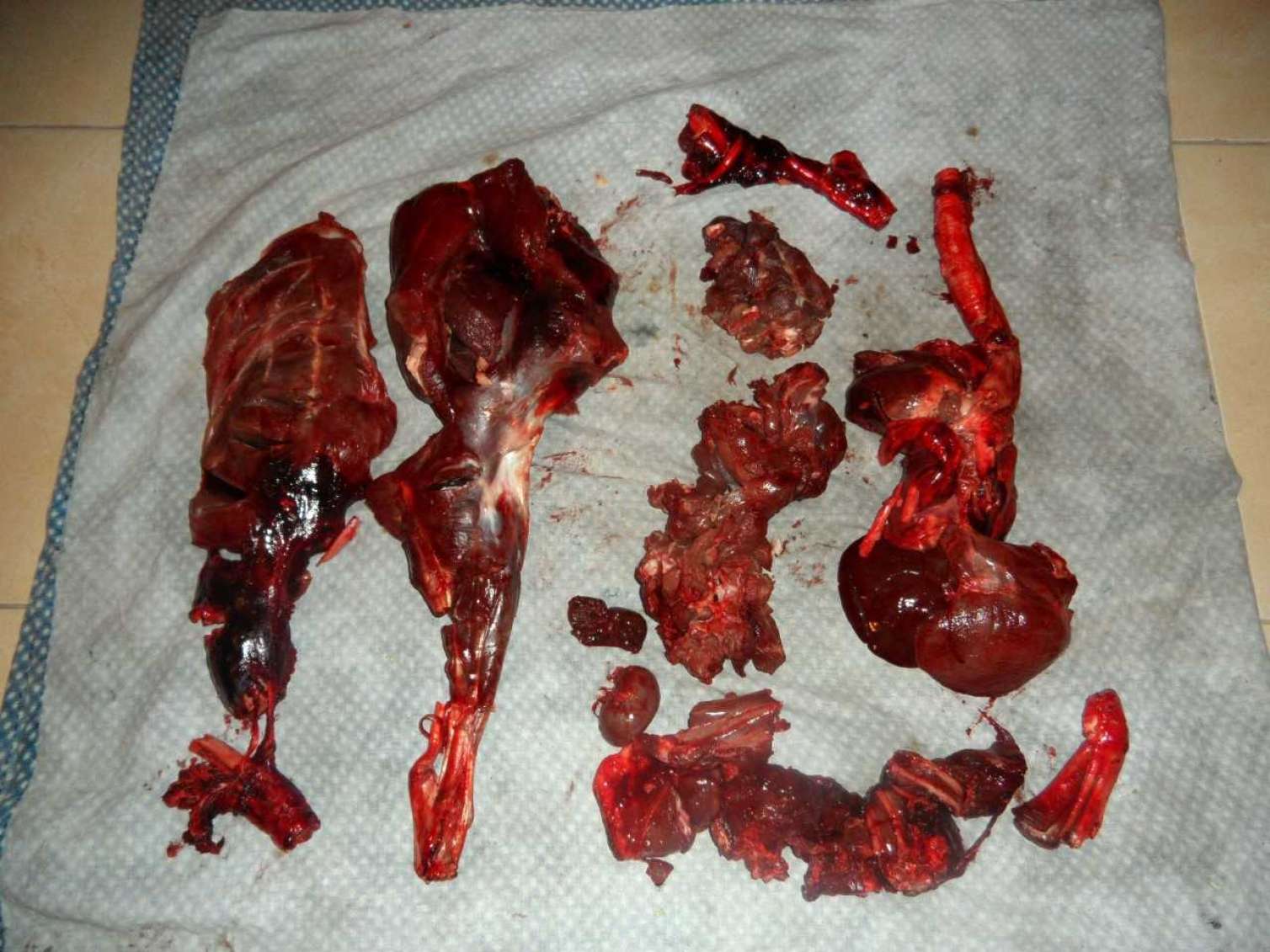 Ceyran ovlayan şəxs saxlanıldı  - FOTOLAR