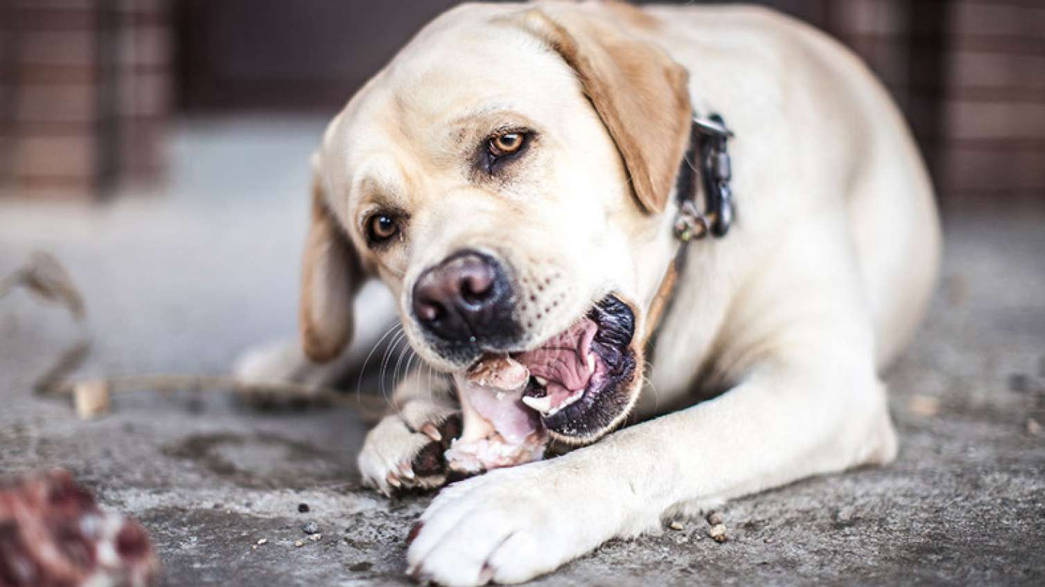 İti hürənlər cərimələnəcək  