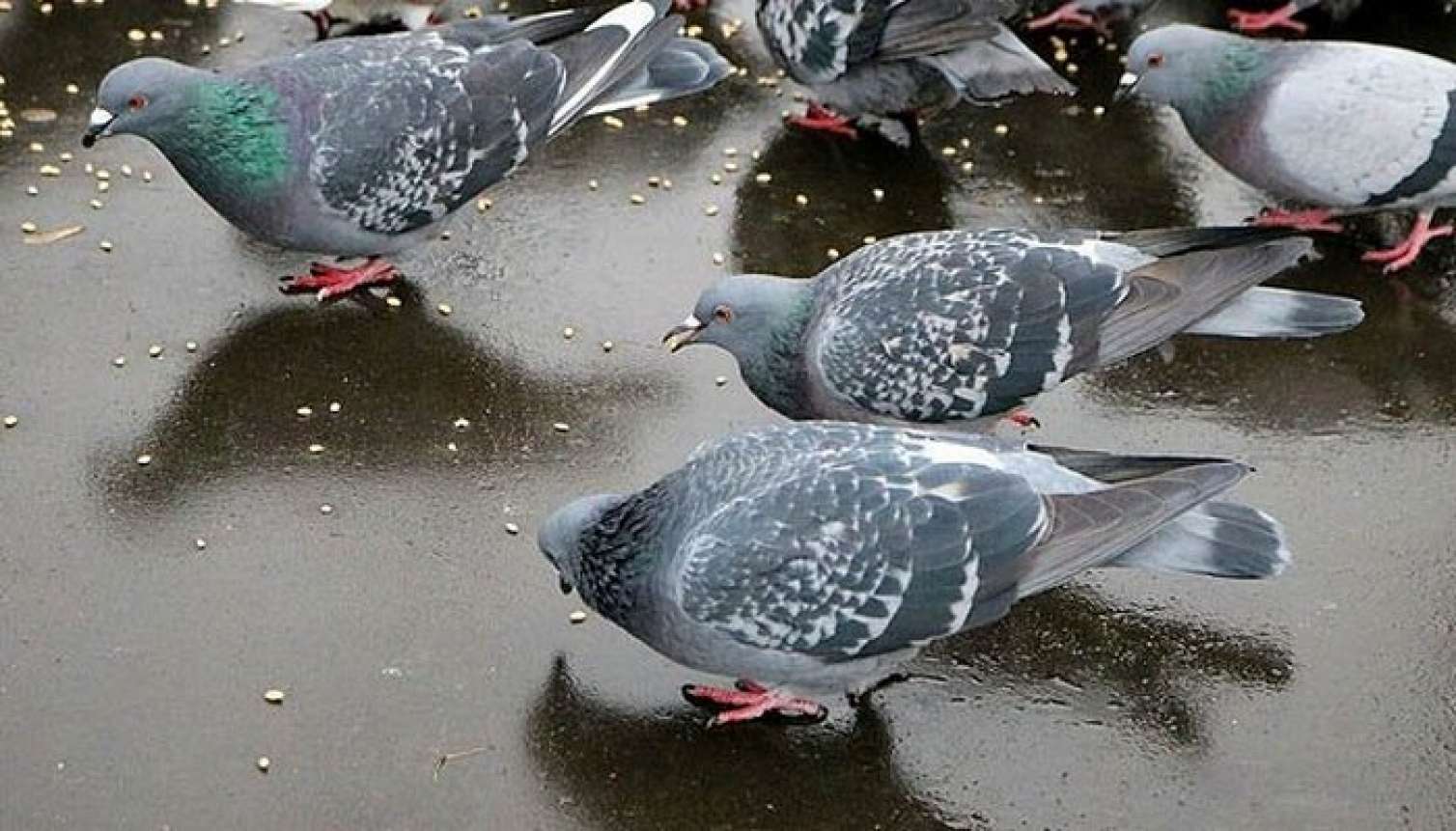 Xırdalanda göyərçin oğruları tutuldu 