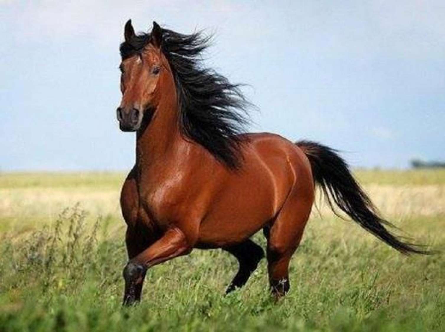 Qarabağ atları Moskvada sərgidə iştirak edəcək 