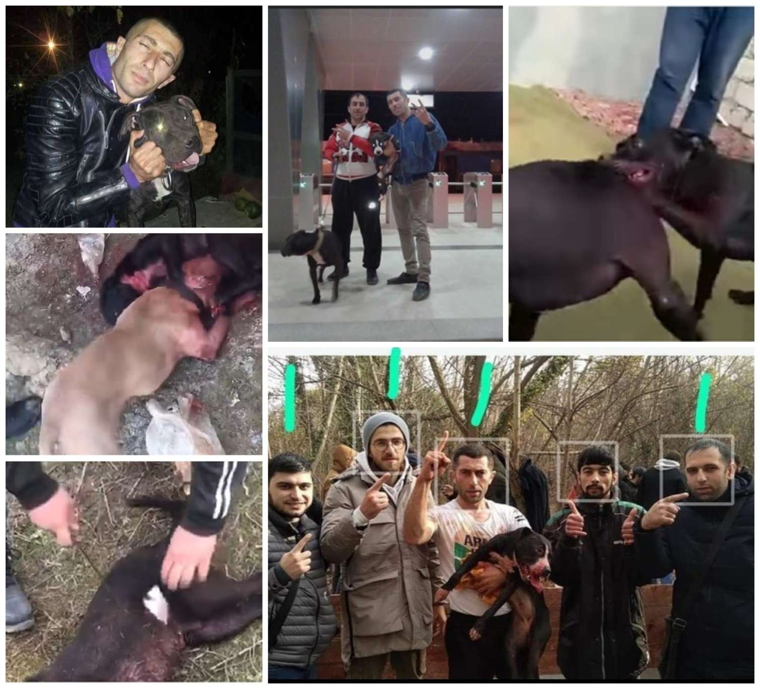 İt döyüşləri təşkil edənlərin kimlikləri müəyyənləşdi 