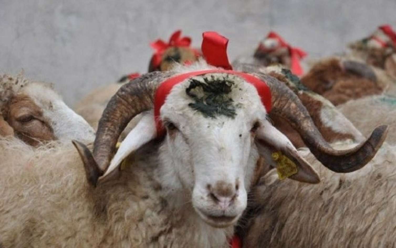 Pandemiyada qurbanlar necə alınacaq?  
