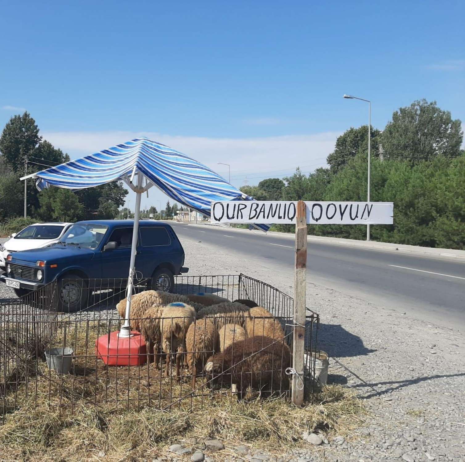 Qurbanlıq qoyun satan şəxs saxlanıldı  