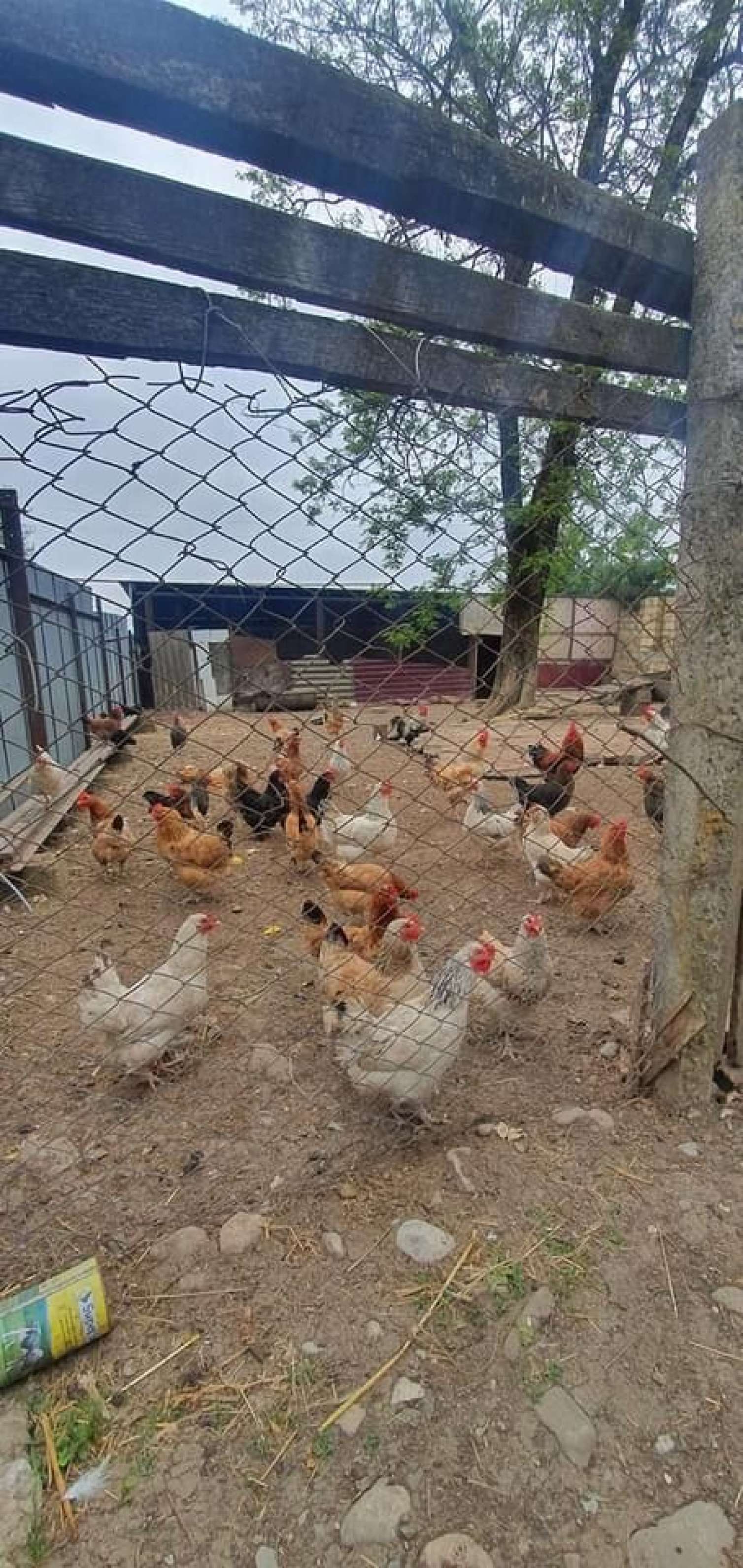 Azərbaycanda başqa bir məmləkət -  VİDEOREPORTAJ