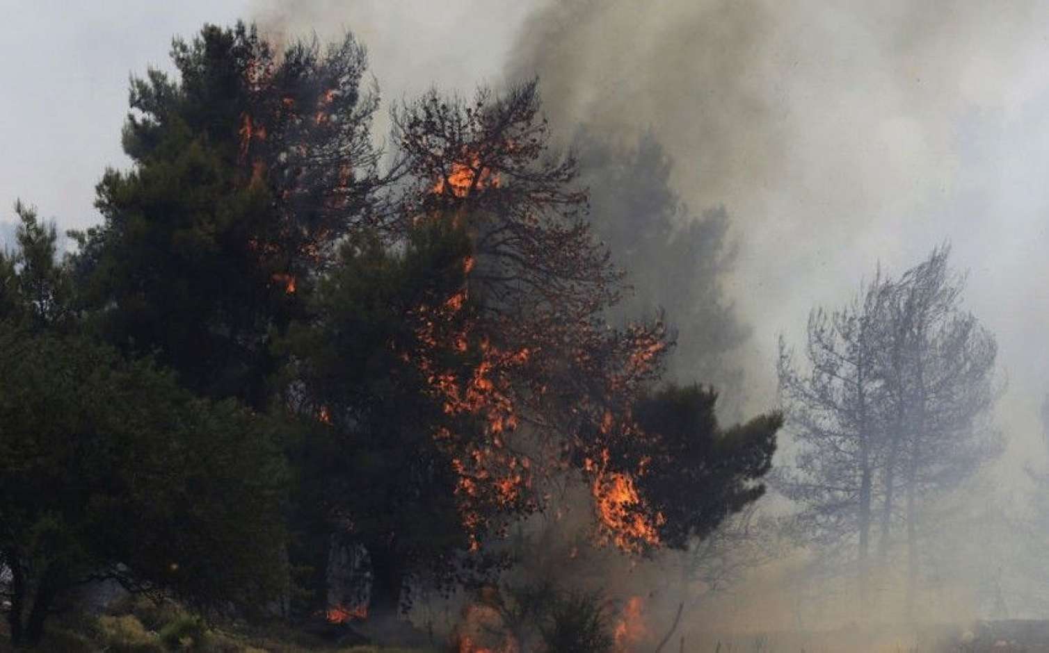 Bakıda yanğında 12 ağac məhv oldu 
