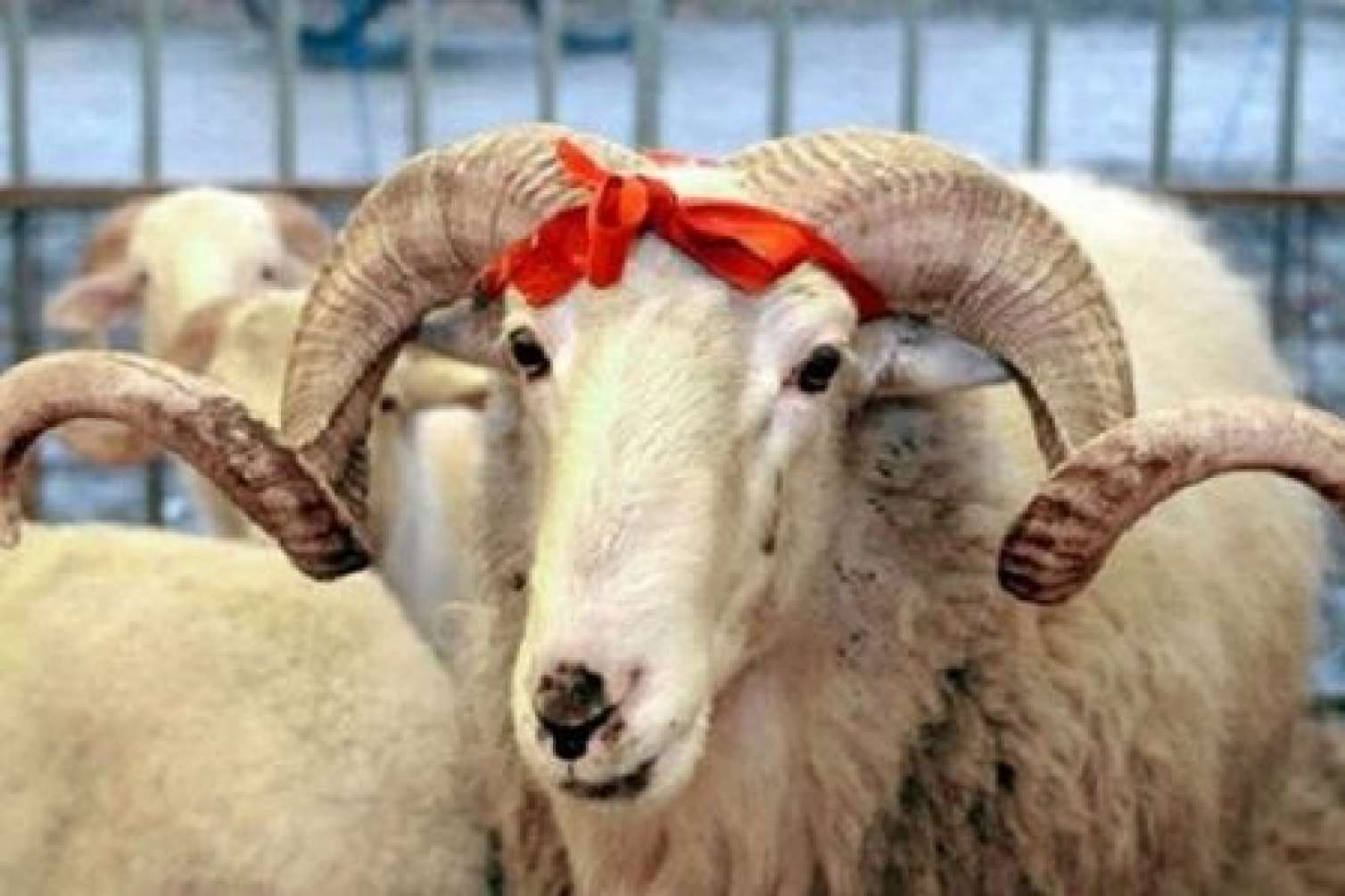 Azərbaycanda qurbanlıq qoyunlar BAHALAŞDI - Qiymət 