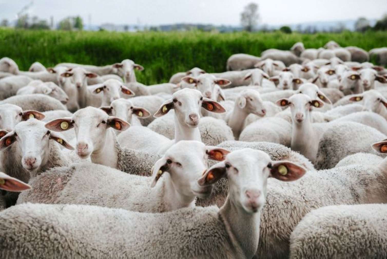 "KamAZ" xırdabuynuzluları vurdu: 20 başdan çox heyvan tələf oldu 