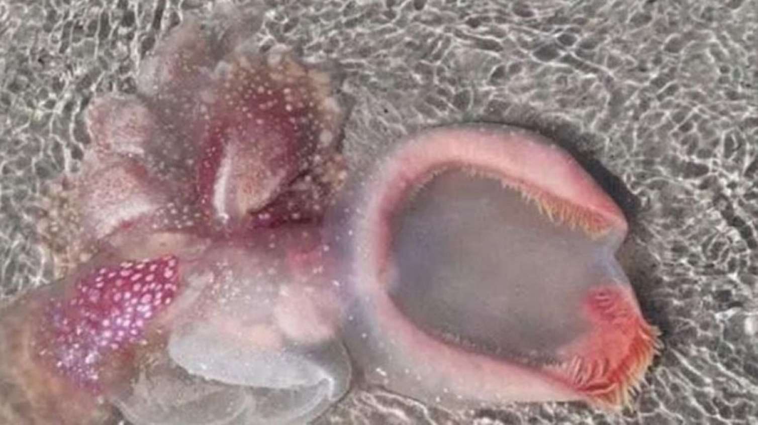 Sahildə qeyri-adi canlı tapıldı: elm adamları şokda! -  FOTO