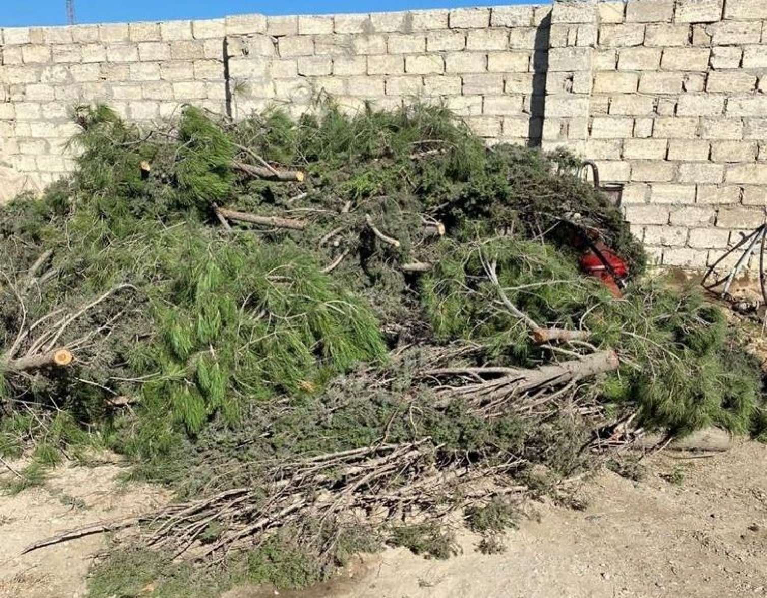 Keçmiş deputat ağacları kəsdirdi - Prokurorluq hərəkətə keçdi  