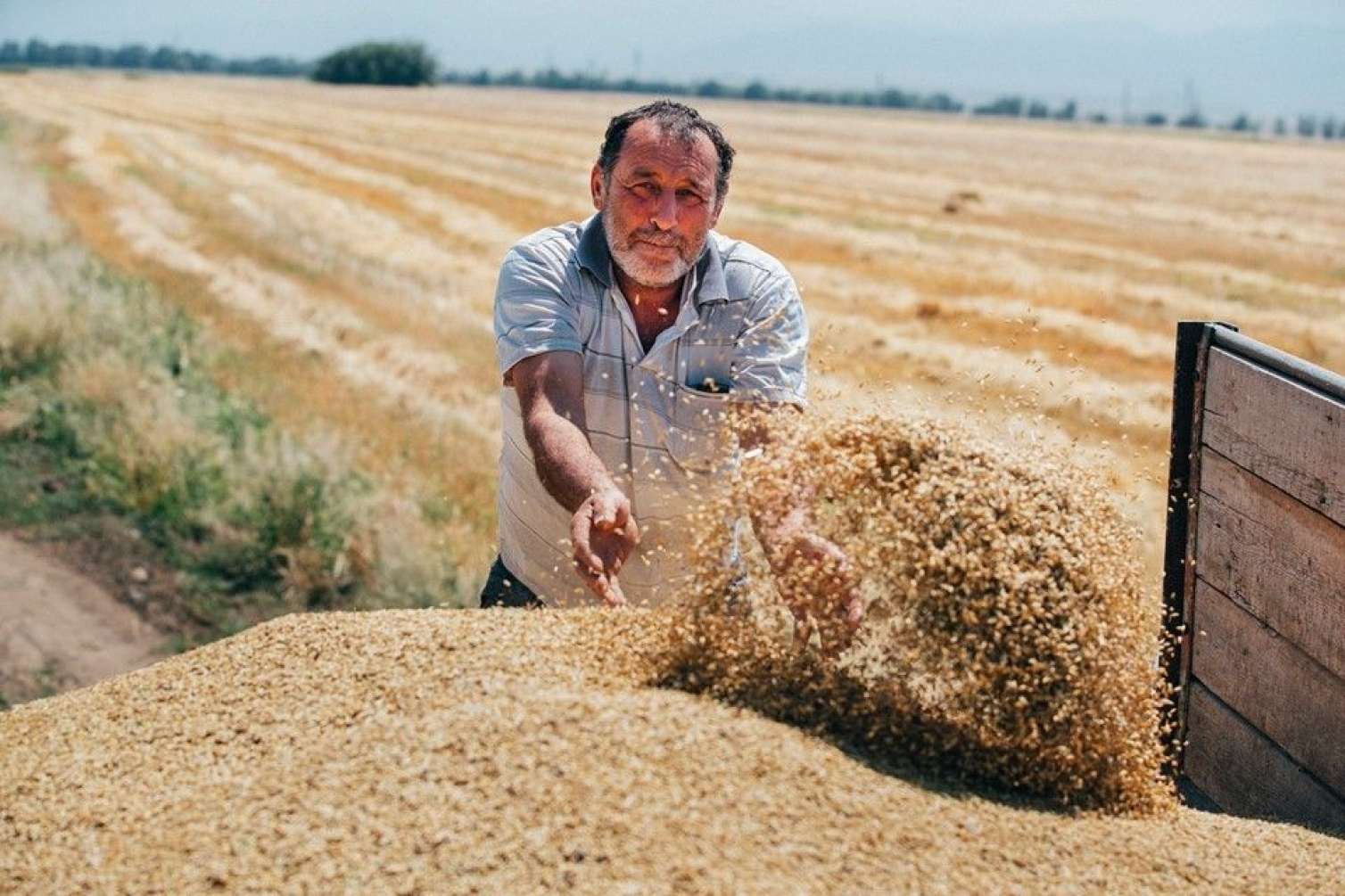 Taxıl qıtlığı yarana bilərmi? - İqtisadçı şərh edir 