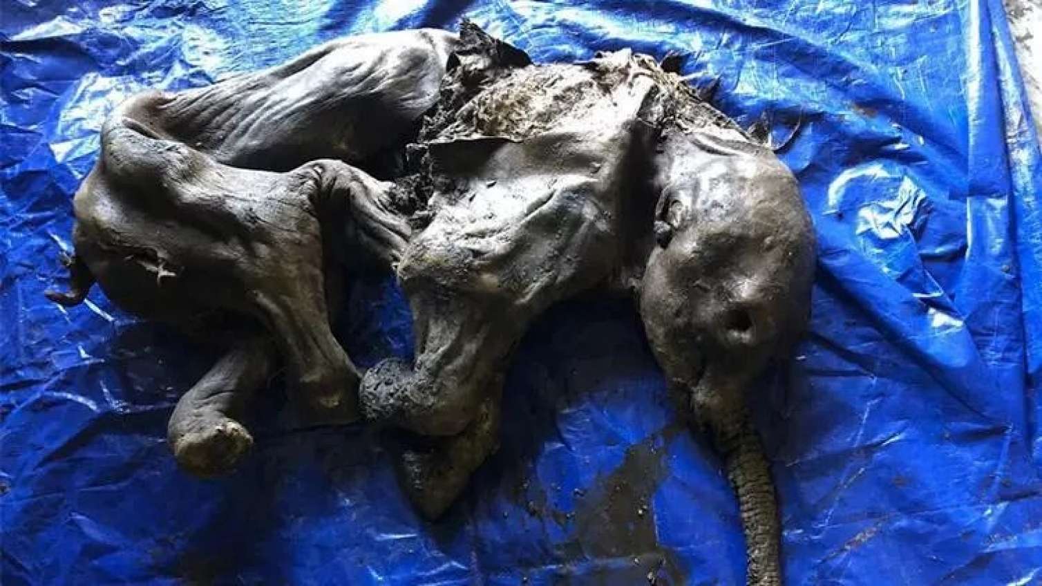 Buz dövründən qalma mamont mumyası tapıldı 