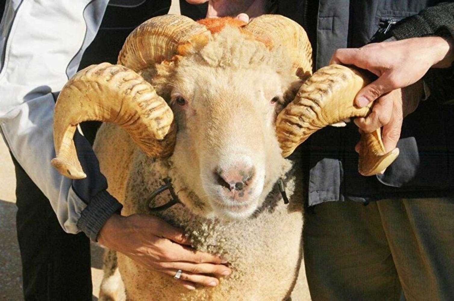 Ən maraqlı Qurban bayramı mesajları - Sevdiklərinizə göndərin 