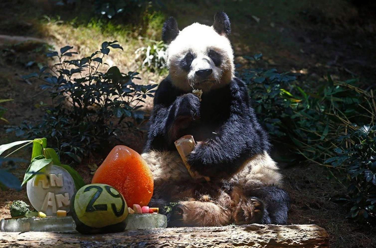 Dünyanın ən yaşlı pandası öldü 