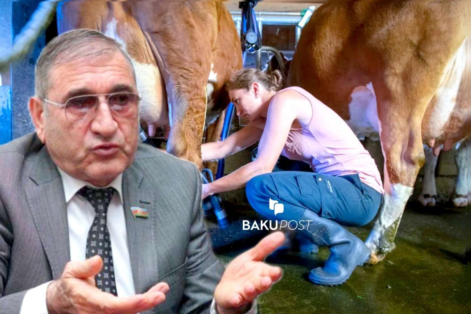 "Bu gün cavan qızlarımız inək sağa bilmirlər" - Deputat -  VİDEO