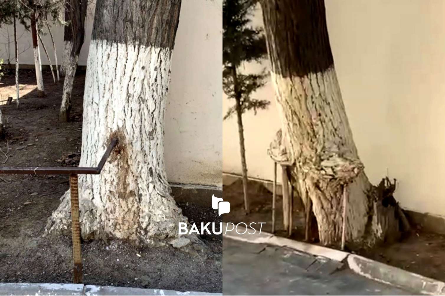 Bakının mərkəzində nizələnən ağaclar - 44 saylı məktəbdə ağılasığmaz görüntülər - VİDEO 