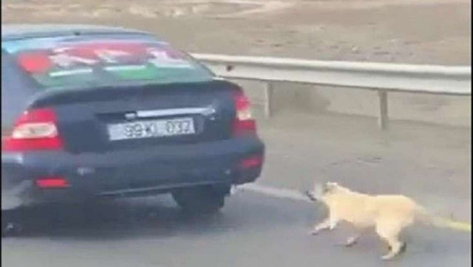 İti maşına bağlayıb sürüyən şəxs məsuliyyətə cəlb edildi 