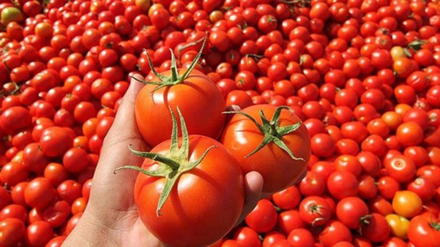 Rusiyanın pomidor təzyiqi… 