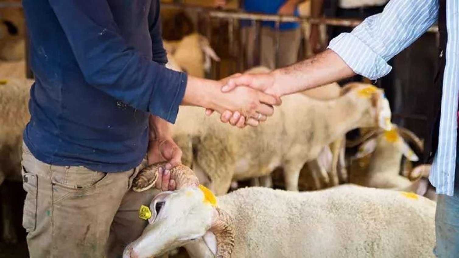Bakıda qurbanlıq heyvanları bu qiymətə SATIRLAR 