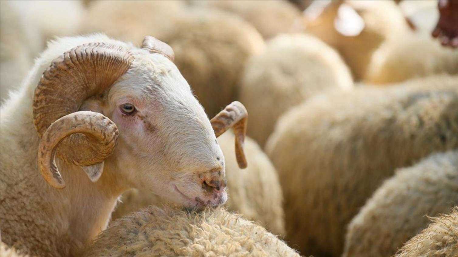 Azərbaycanda Qurban bayramı qeyd olunur 