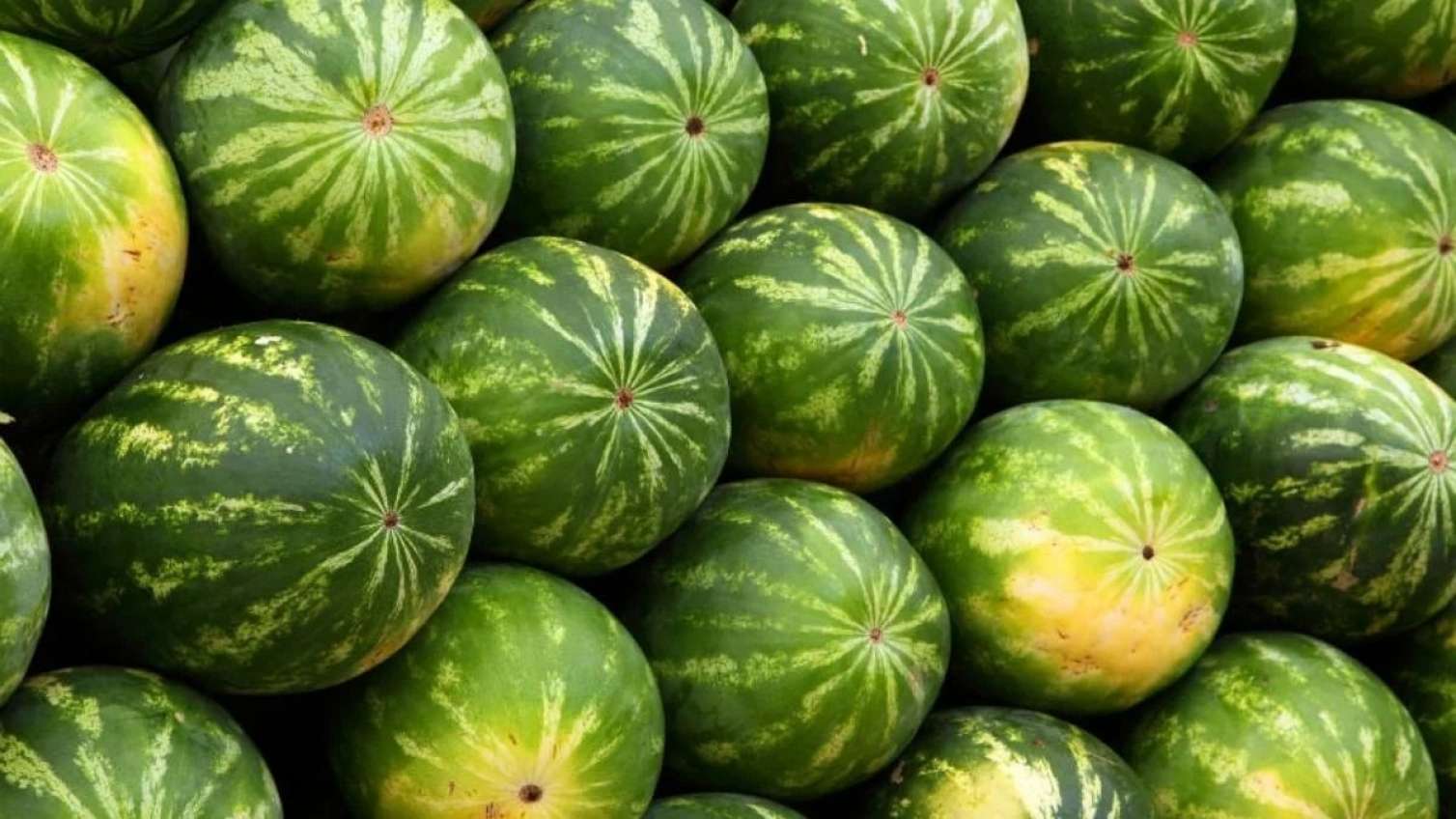 Qarpız seçərkən bunlara diqqət edin  