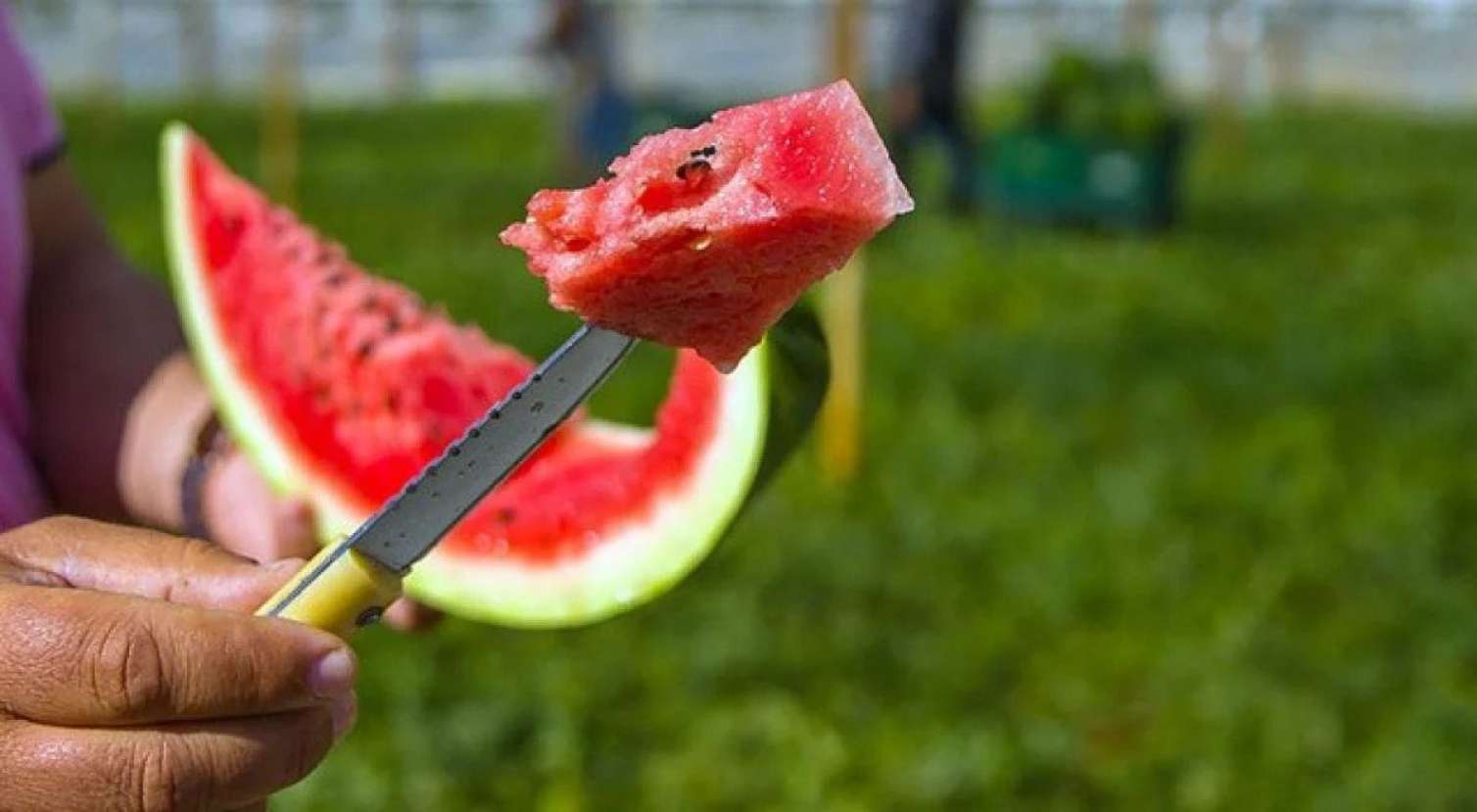 Zədələnmiş qarpız təhlükəli bakterial yoluxmaya səbəb ola bilər - XƏBƏRDARLIQ 