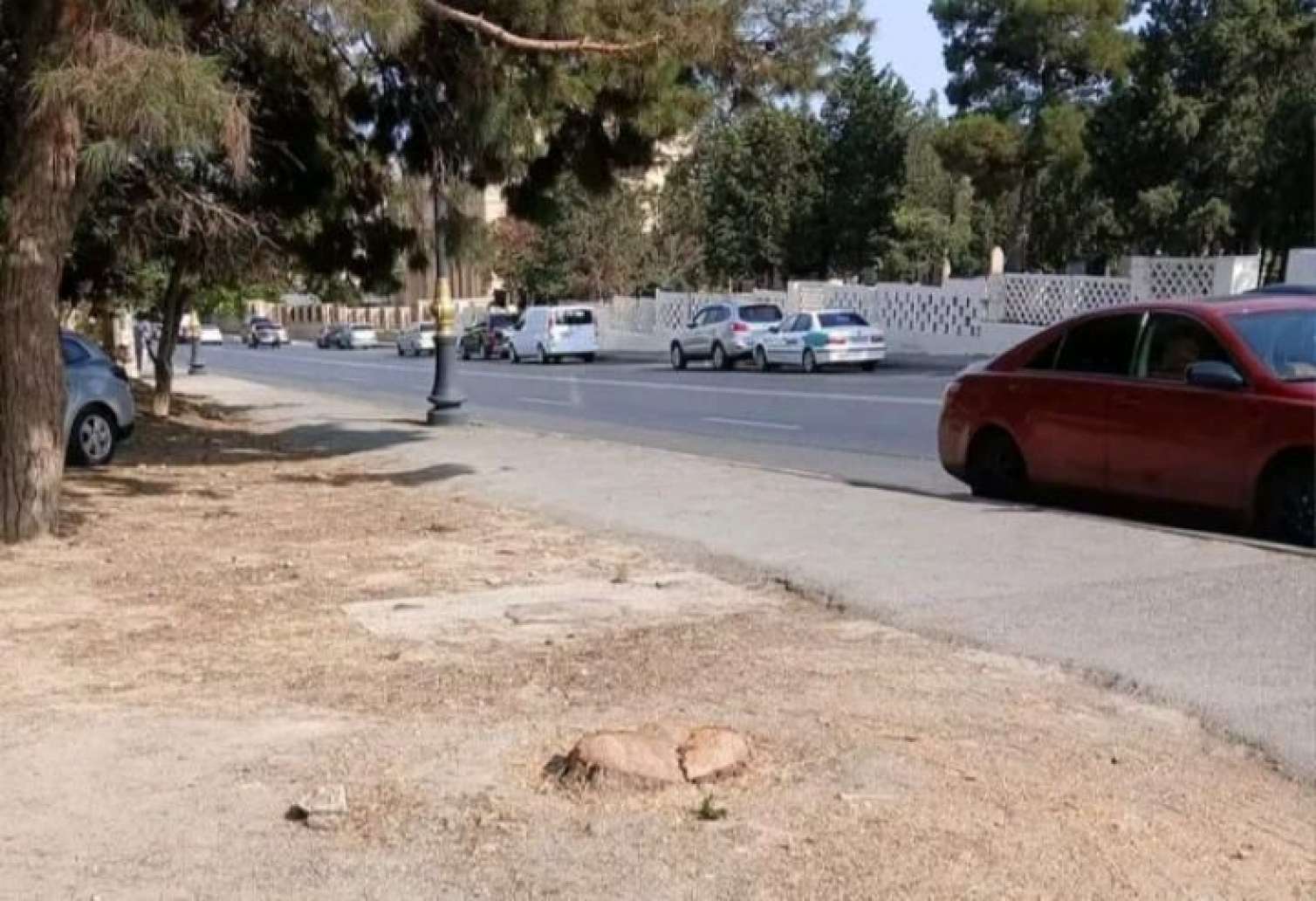 Şərifzadə küçəsindəki ağaclar niyə kəsilib? -  AÇIQLAMA-FOTO