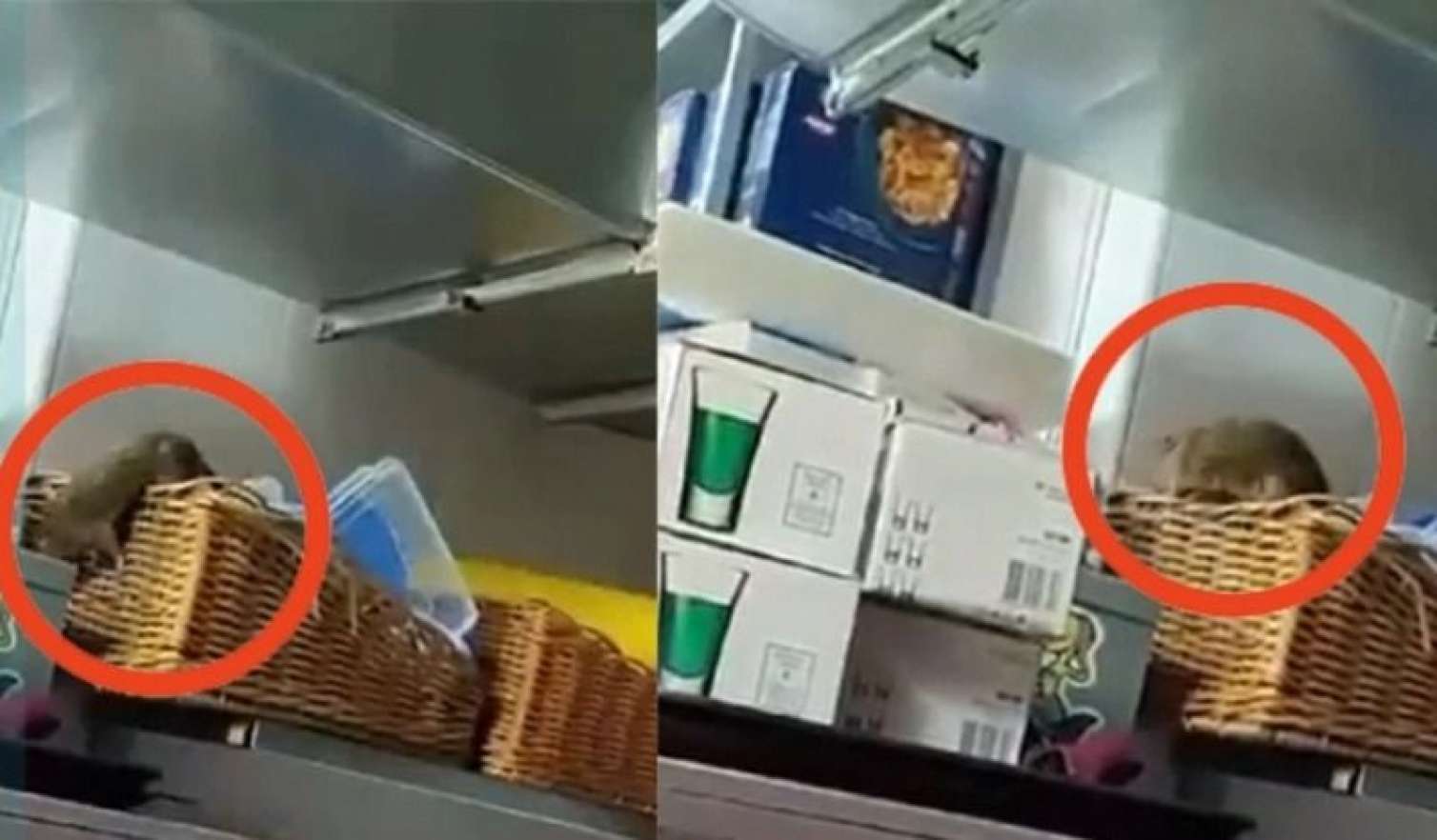 Mətbəxində siçovul gəzən "Biblioteka" restoranı bağlandı - RƏSMİ 