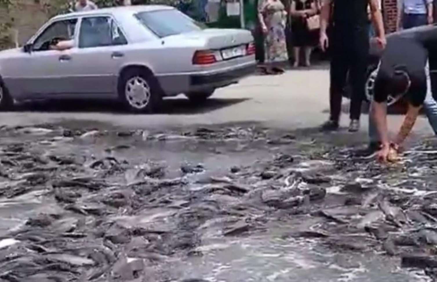 Maşın qəzaya düşdü, balıqlar yola dağıldı -VİDEO 