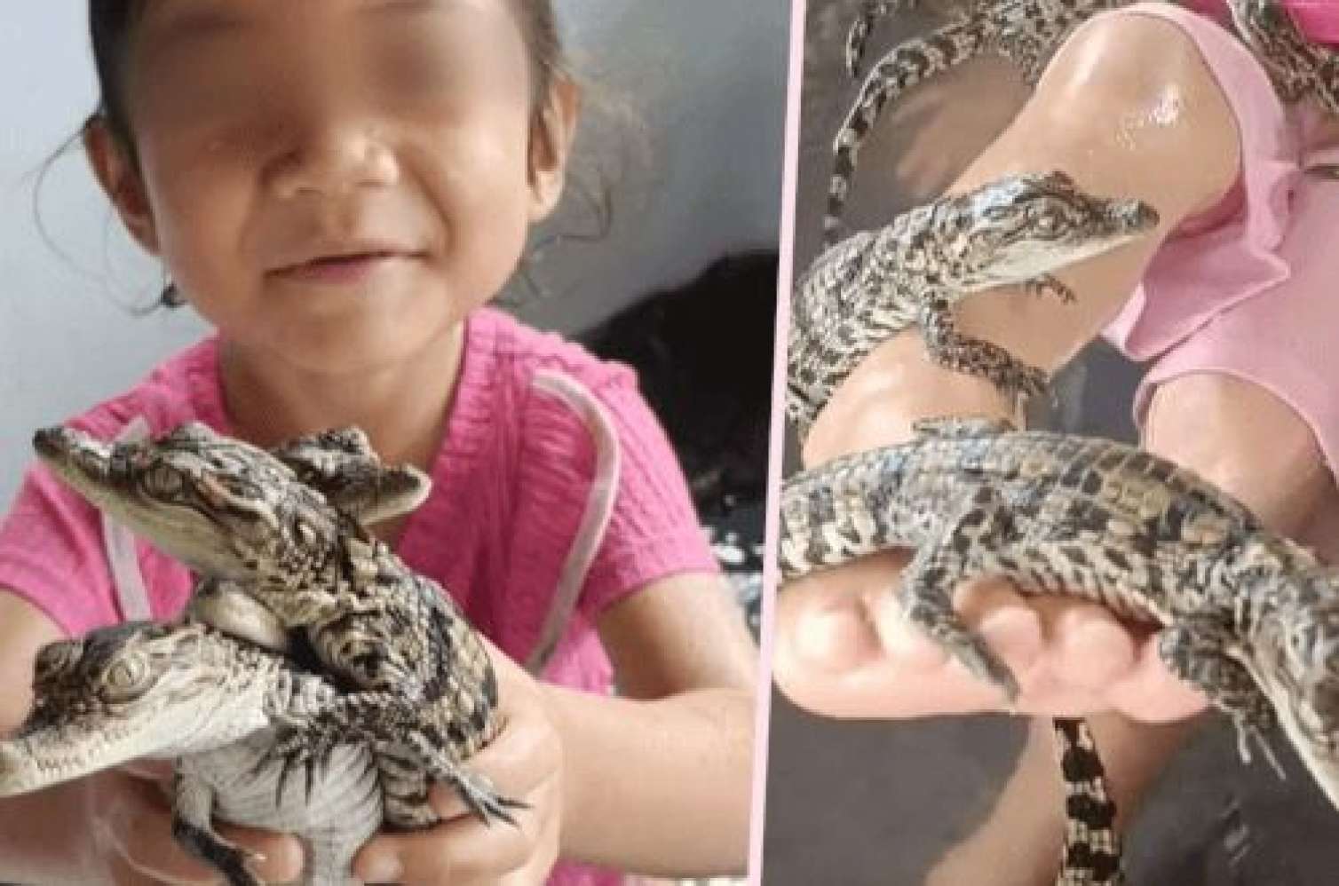 3 yaşlı qız oyuncaq əvəzi timsah balaları ilə oynayır -  FOTO