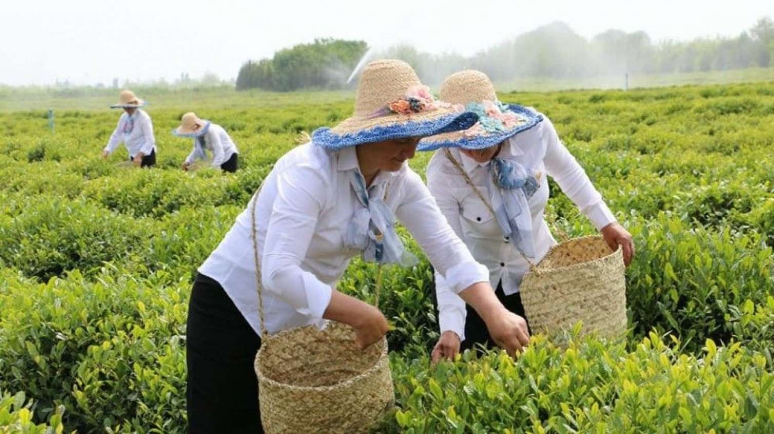 Çay yığımı niyə ləngiyir? - Açıqlama 