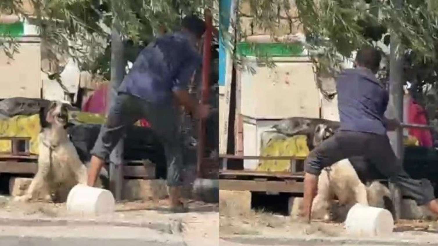 Məhkəmə iti baltalayıb öldürən şəxsə ağır cəza verdi  