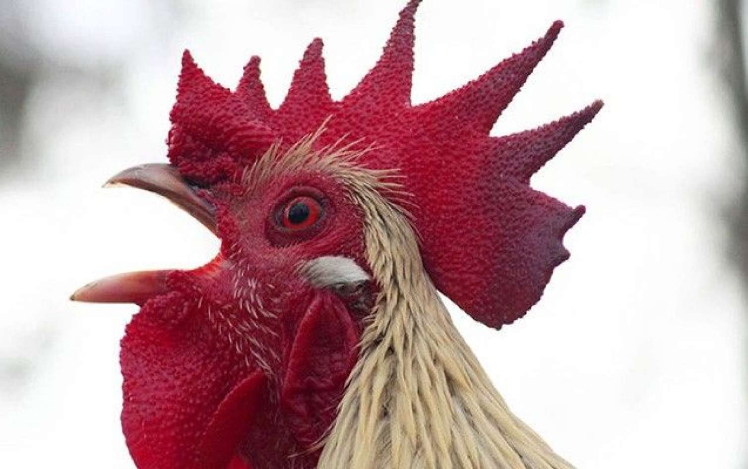 Lənkəranda xoruz davaya səbəb oldu - 3 nəfər bıçaqlandı 