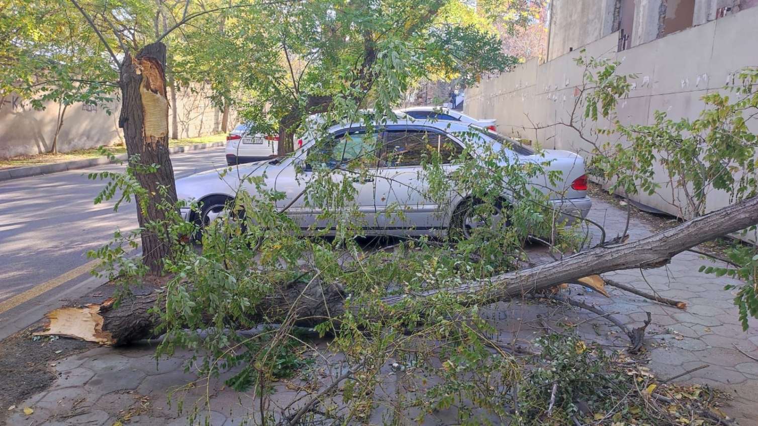  Qırılan ağac 3 gündür yoldan yığışdırılmır - FOTO 
