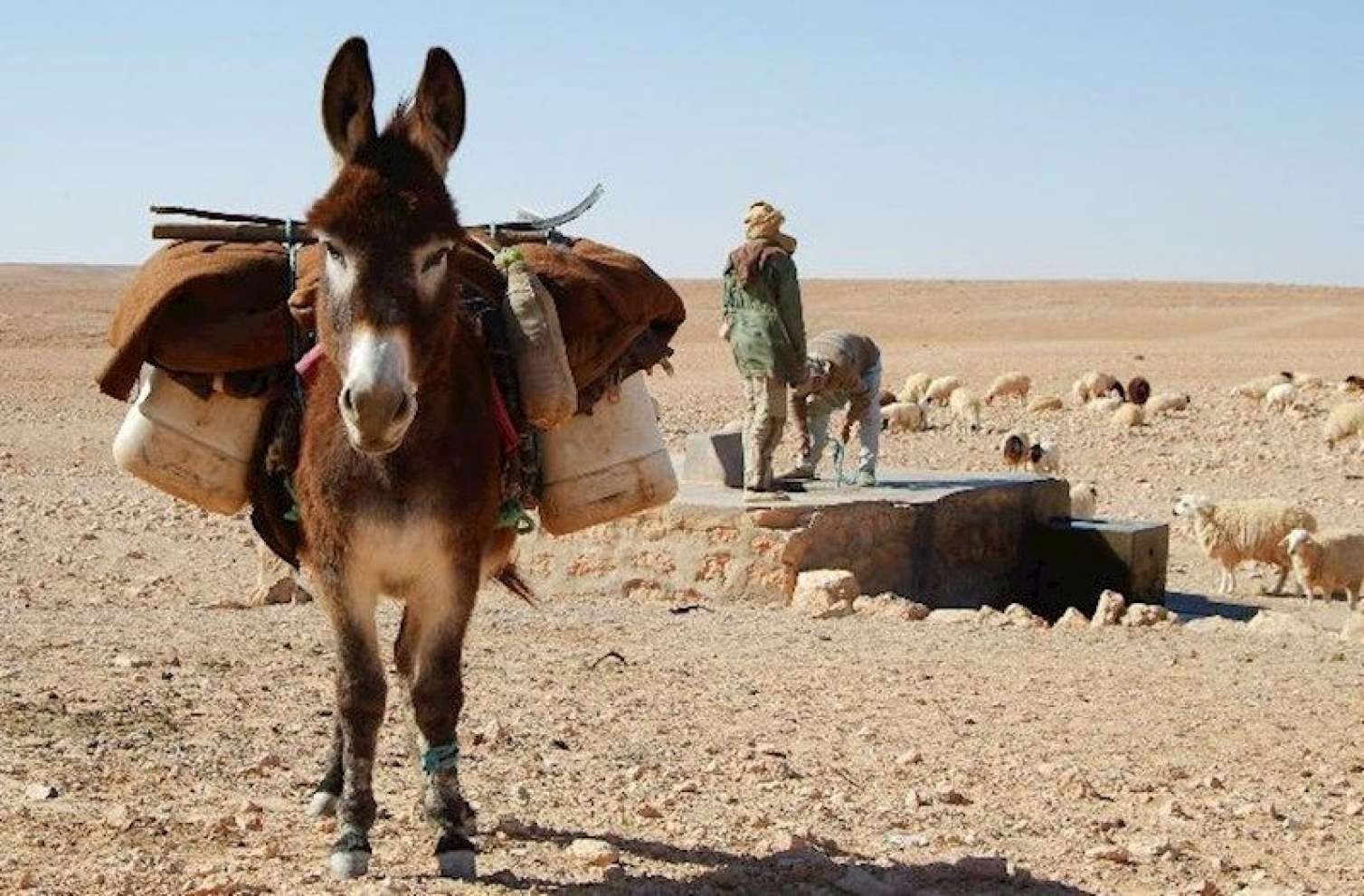 Azərbaycan Türkiyədən eşşək aldı - Biri 2664 manata... 