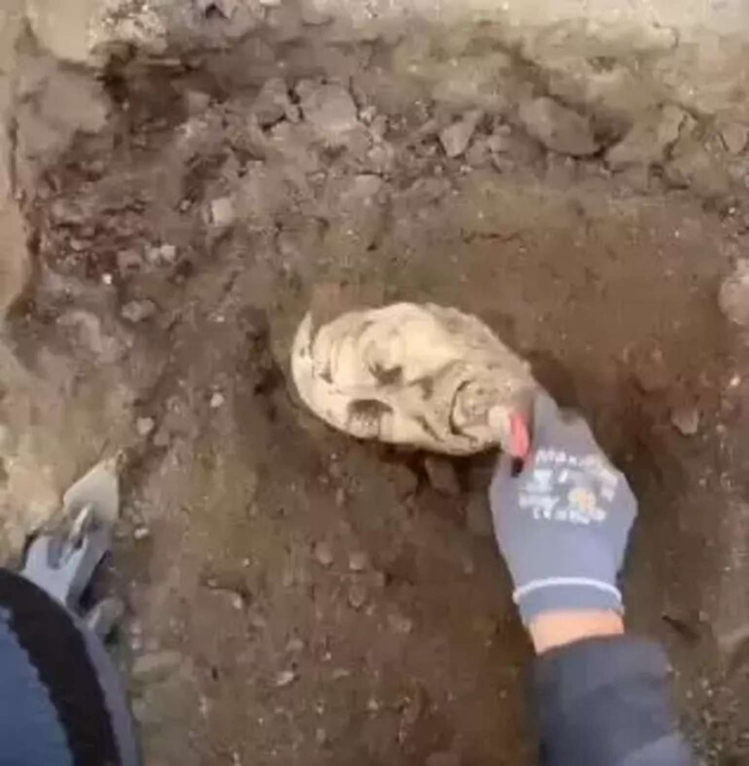 Əvvəl bədəni, sonra da başı tapıldı - FOTO 
