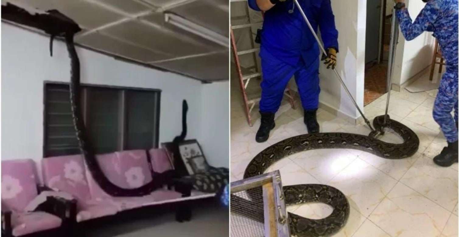 Üç metrlik piton gizlicə mənzilə girdi 