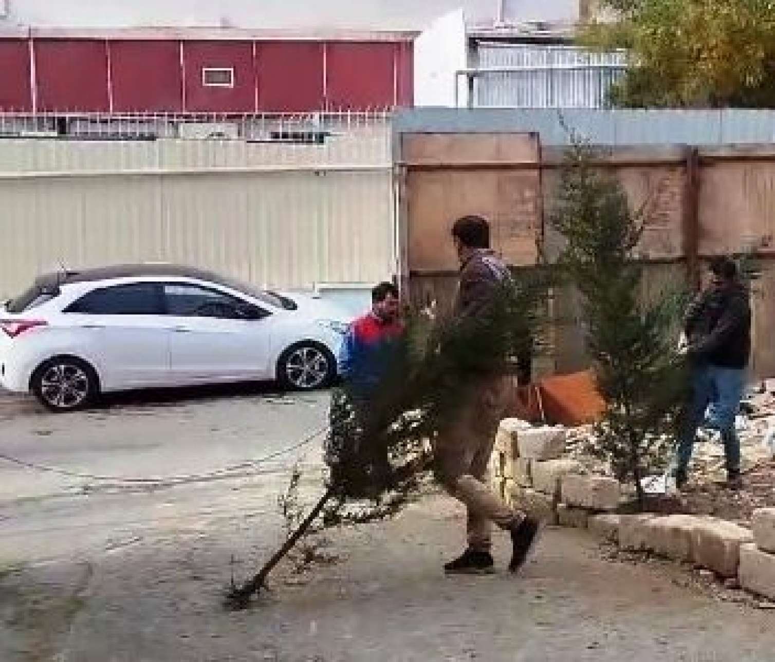 Bakıda 50 ağacı məhv etdilər - FOTOLAR   