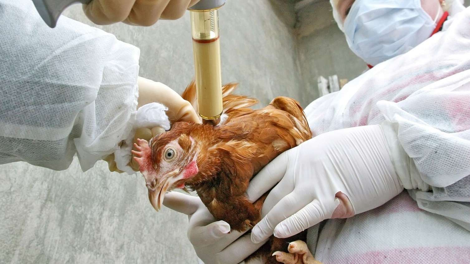 Quş qripi xəstəliyi ilə bağlı məhdudiyyətlər ARADAN QALDIRILDI 